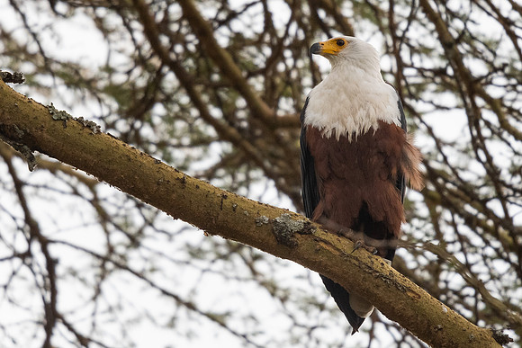 African fish eagle (Haliaeetus vocifer)