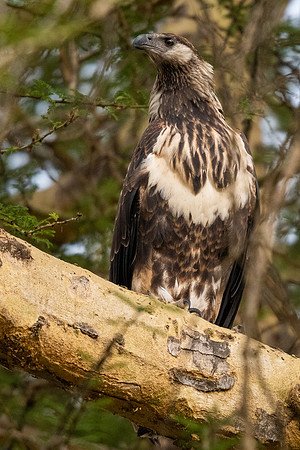 African fish eagle (Haliaeetus vocifer)