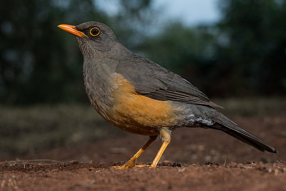 Abyssinian thrush (Turdus abyssinicus)