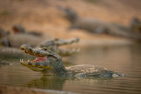 Jacare Caiman (Caiman yacare)