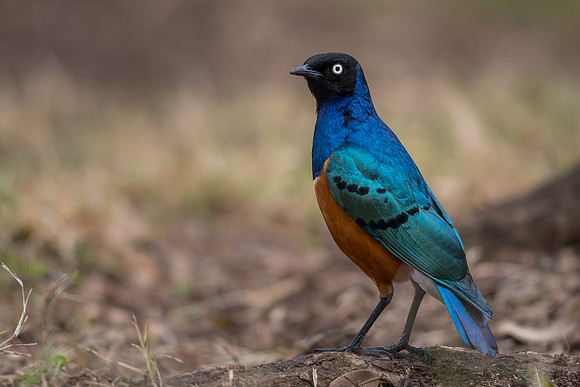 Superb starling (Lamprotornis superbus)