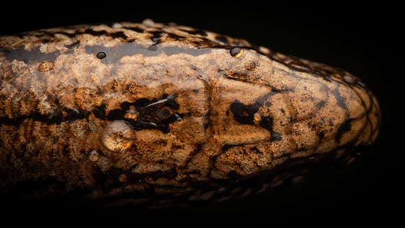 Slow Worm (Anguis fragilis)