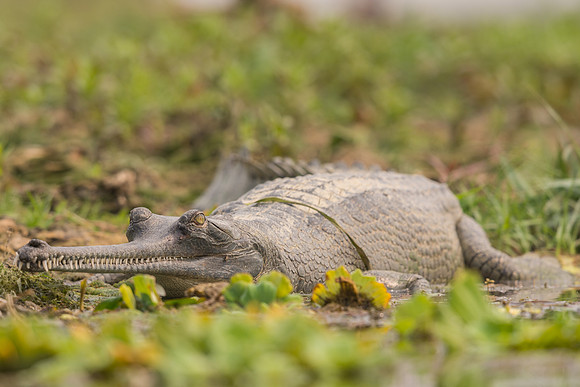 Gharial (Gavialis gangeticus)