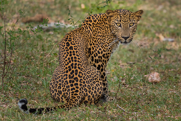 Sri Lankan leopard (Panthera pardus kotiya)