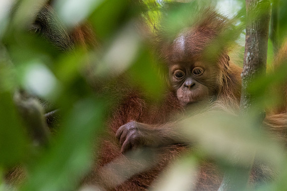 Sumatran orangutan (Pongo abelii)