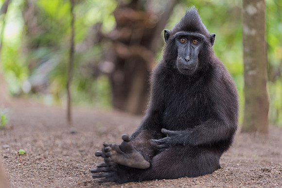 Sulawesi crested macaque (Macaca nigra)