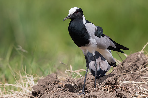 Blacksmith lapwing (Vanellus armatus)