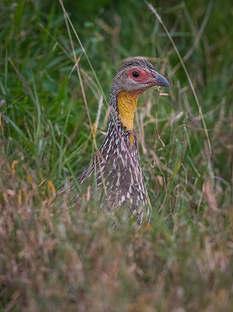 Yellow-necked spurfowl (Francolinus leucoscepus)
