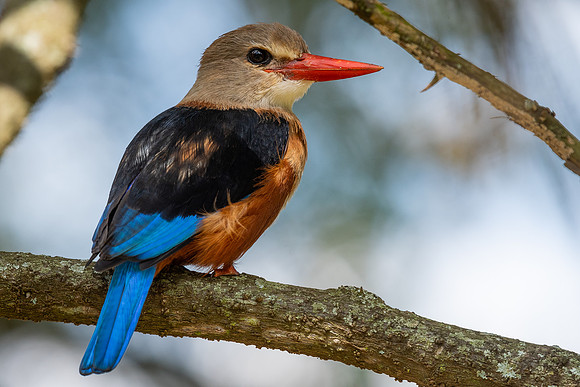 Grey-headed kingfisher (Halcyon leucocephala)