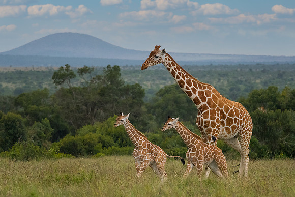 Reticulated giraffe (Giraffa reticulata)