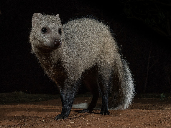 White-tailed mongoose (Ichneumia albicauda)