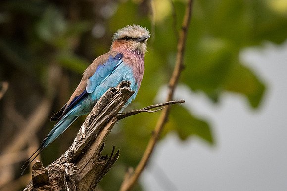 Lilac-breasted roller (Coracias caudatus)-1