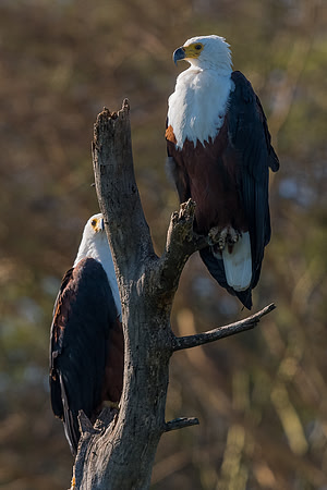 African fish eagle (Haliaeetus vocifer)