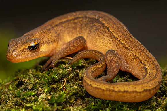 Smooth Newt (Lissotriton vulgaris)