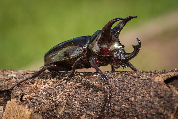 Atlas beetle (Chalcosoma sp.)