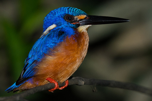 Blue-eared kingfisher (Alcedo meninting)