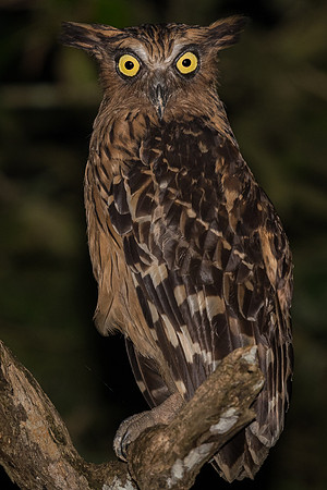 Buffy fish owl (Ketupa ketupu)