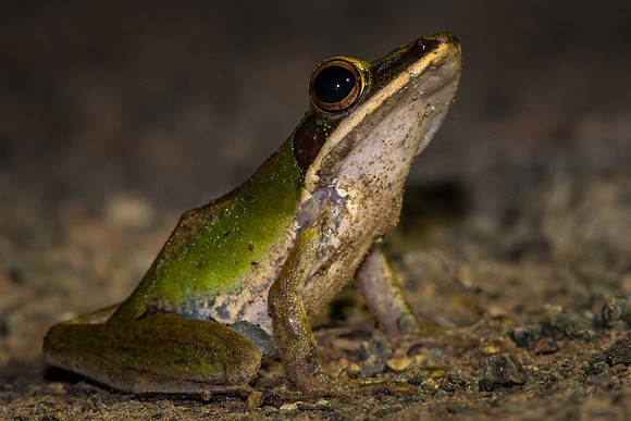 Common green frog (Hylarana erythraea)