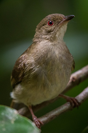 Cream-vented bulbul (Pycnonotus simplex)