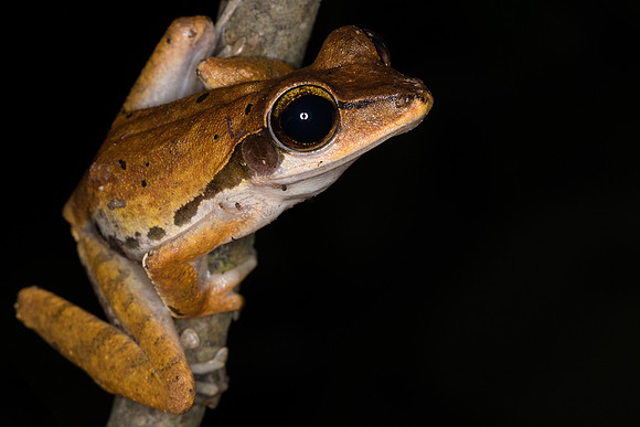 Dark-eared tree frog (Polypedates macrotis)
