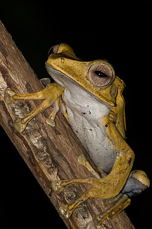 File-eared tree frog (Polypedates otilophus)