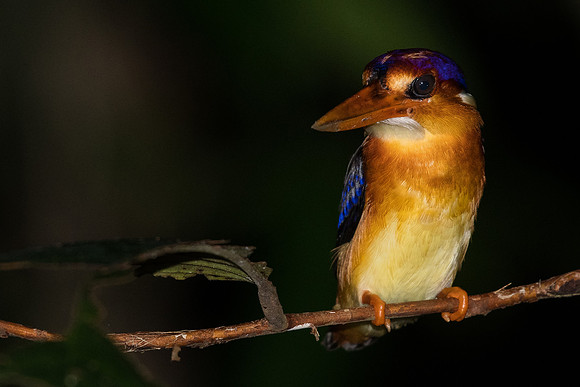 Oriental dwarf kingfisher (Ceyx erithaca)