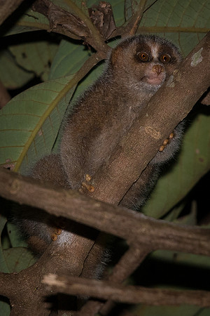 Philippine slow loris (Nycticebus menagensis)