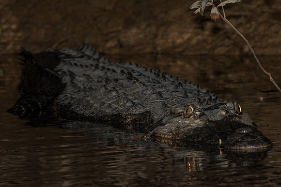 Saltwater crocodile (Crocodylus porosus)