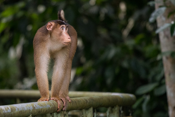 Southern pig-tailed macaque (Macaca nemestrina)