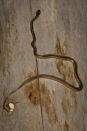 Striped dwarf treesnake (Lycodon tristrigatus)