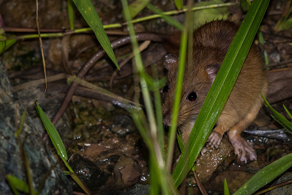 Red spiny rat (Maxomys surifer)