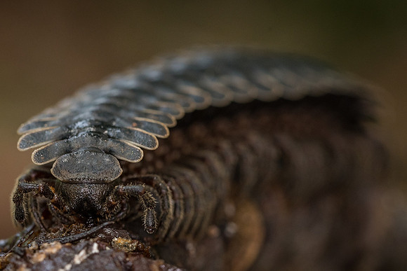 Tractor millipede (Platyrhacidae)