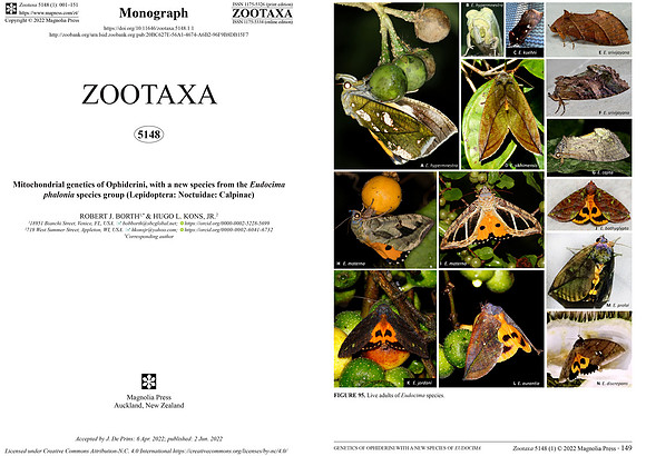 Mitochondrial genetics of Ophiderini, with a new species from the Eudocima phalonia species group