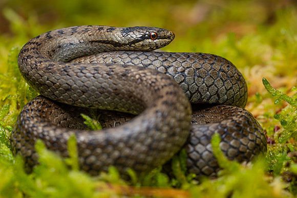 Smooth Snake (Coronella austriaca)