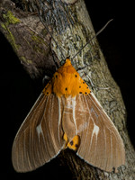 Asota producta
