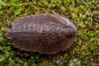 Cockroach nymph (Epilamprinae)