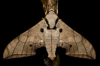 Dark-based gliding hawkmoth (Ambulyx substrigilis)