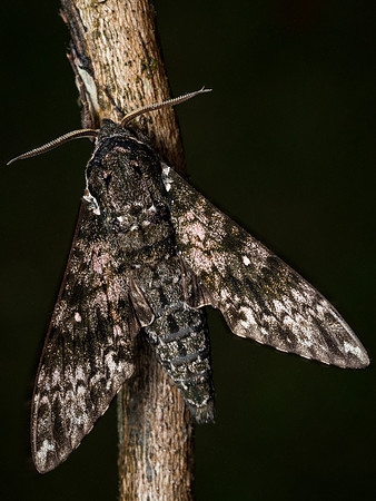 Dull double-bristled hawkmoth (Meganoton nyctiphanes)