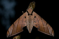 Hawkmoth (Ambulyx sp.)