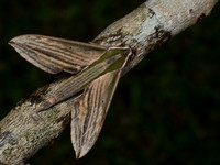 Hawkmoth (Hippotion sp.)