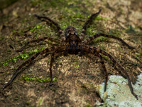 Huntsman spider (Heteropoda sp.)