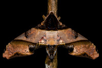 Mango hawkmoth (Amplypterus panopus)