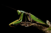 Mantis