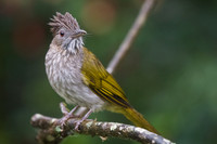 Mountain bulbul (Ixos mcclellandii)