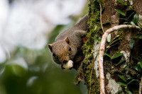 Pallas' squirrel (Callosciurus erythraeus)