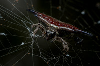 Parallel-spined spiny orbweaver (Gasteracantha diardi)