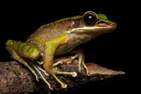 Poisonous rock frog (Odorrana hosii)