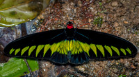 Rajah Brooke's birdwing (Trogonoptera brookiana)