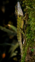 Robinson's forest dragon (Malayodracon robinsonii)
