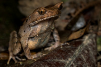 Slender-legged horned frog (Megophrys longipes)
